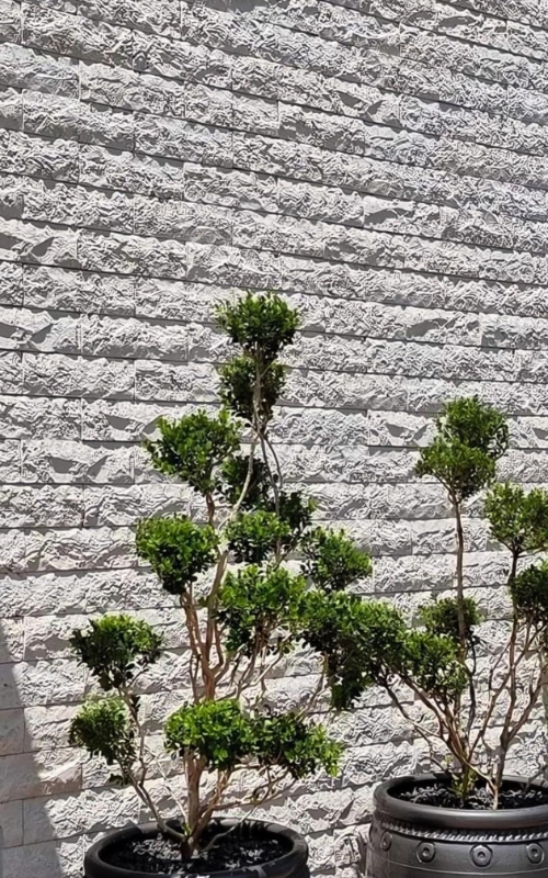 ROCK FACE (3)